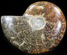 Cleoniceras Ammonite Fossil - Madagascar #41664-1